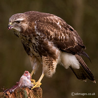 Birds A-E