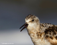 Sanderling