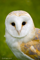Barn Owl