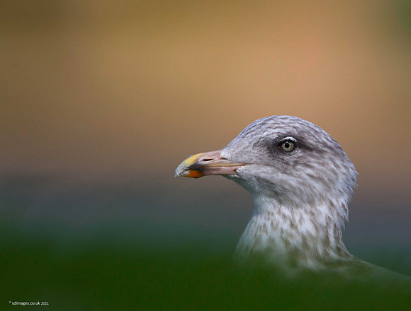 Herring Gull