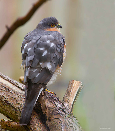 Sparrowhawk