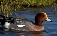 Widgeon