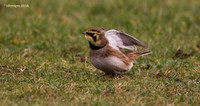 Shorelark
