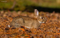 Rabbit