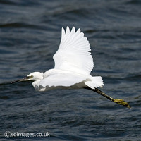 Little Egret