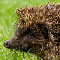 Hedgehog