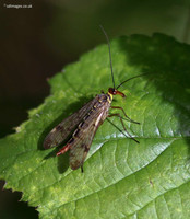 Scorpion Fly