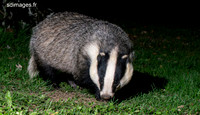 Badger