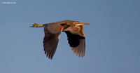 Purple Heron