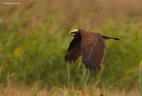 Marsh Harrier