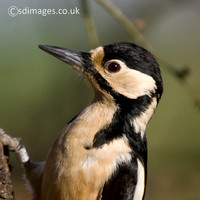 Great Spotted Woodpecker