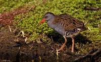 Water Rail