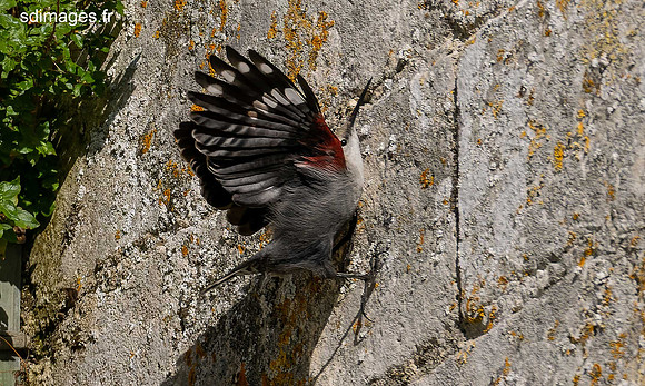 PB129612-ORF_DxO_DeepPRIME