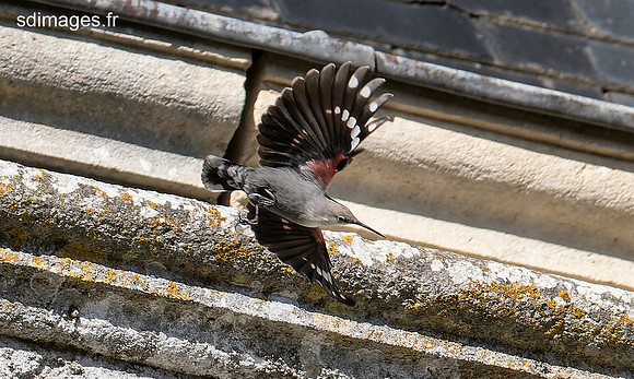 PB078844-ORF_DxO_DeepPRIME