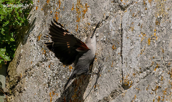 PB129613-ORF_DxO_DeepPRIME