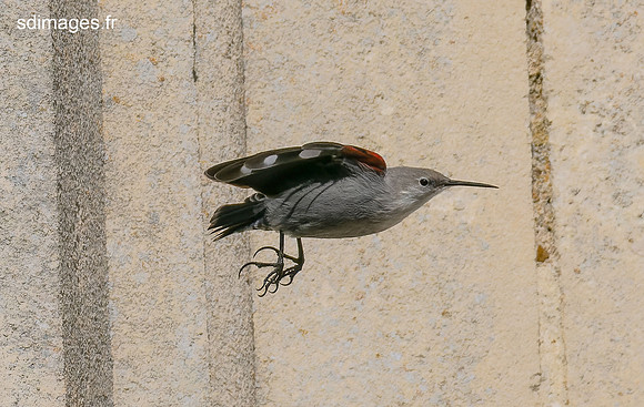 PB129884-ORF_DxO_DeepPRIME