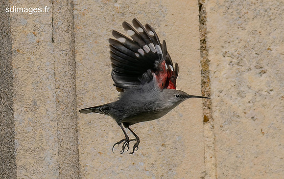 PB129885-ORF_DxO_DeepPRIME