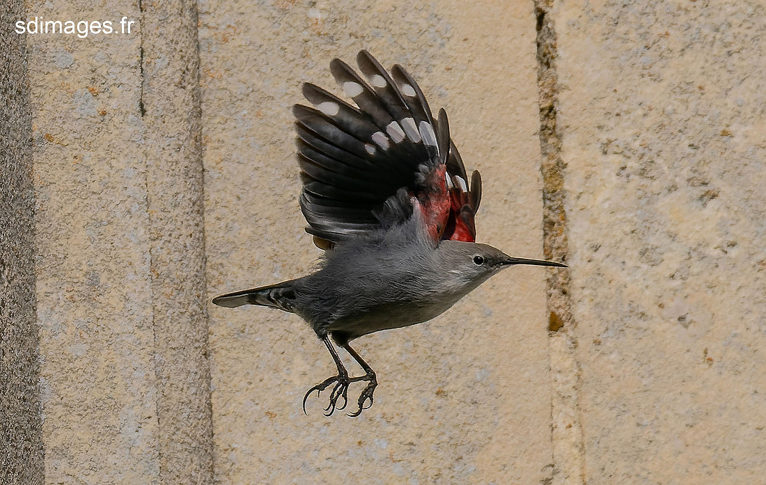 PB129885-ORF_DxO_DeepPRIME