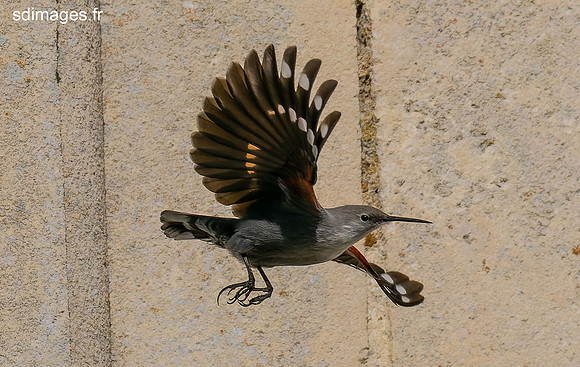 PB129886-ORF_DxO_DeepPRIME