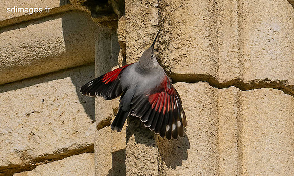 PB129922-ORF_DxO_DeepPRIME
