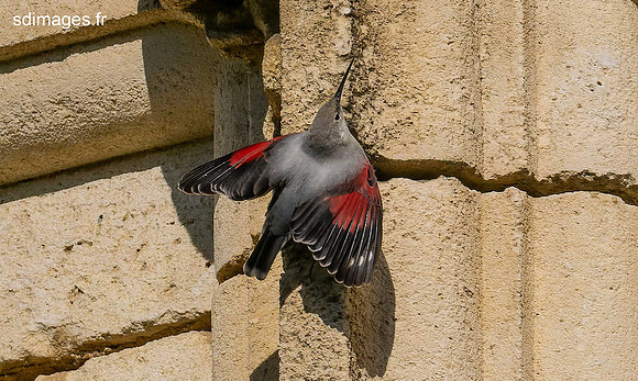 PB129923-ORF_DxO_DeepPRIME