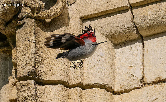 PB129945-ORF_DxO_DeepPRIME