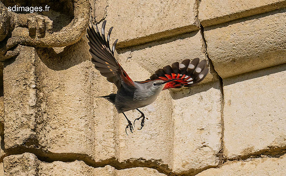 PB129946-ORF_DxO_DeepPRIME