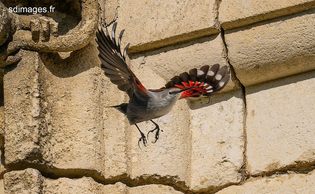 PB129946-ORF_DxO_DeepPRIME