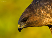 Buzzard