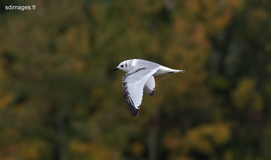 PB246983-ORF_DxO_DeepPRIME