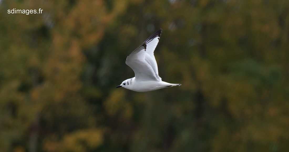 PB246976-ORF_DxO_DeepPRIME