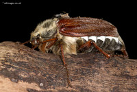 Cockchafer
