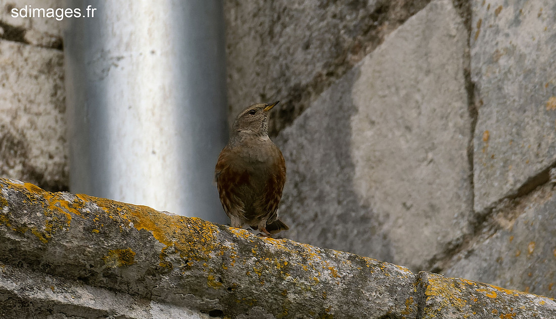 PB267679-ORF_DxO_DeepPRIME