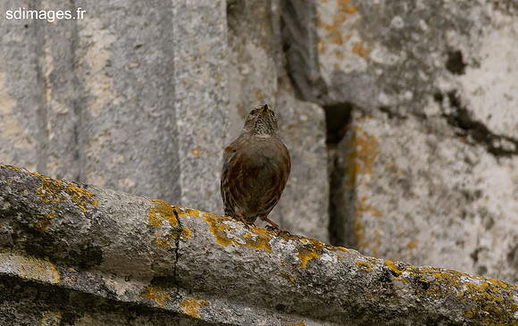 PB267611-ORF_DxO_DeepPRIME