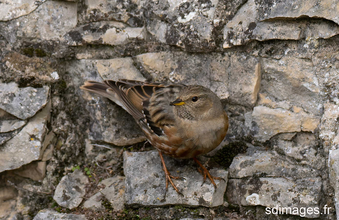PB279764-ORF_DxO_DeepPRIME