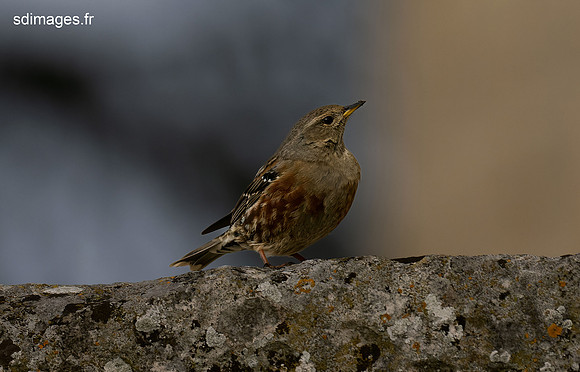 PB279850-ORF_DxO_DeepPRIME
