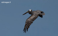 Brown Pelican