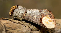 Buff-Tip