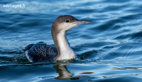 Black throated loon