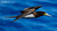 Brown Booby