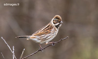 Reed Bunting