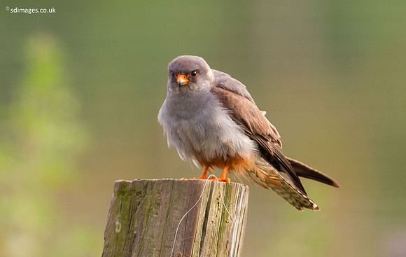 A92X9797