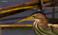 Little Bittern
