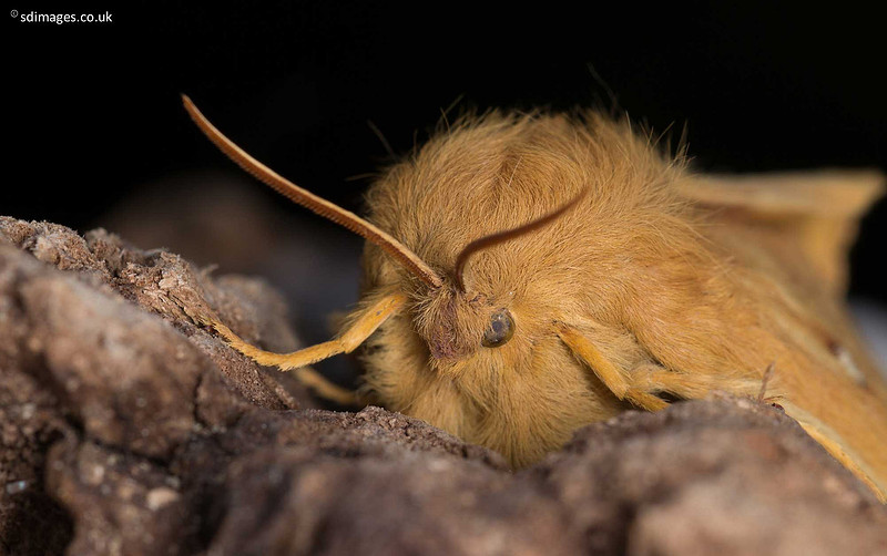 IMG_7485