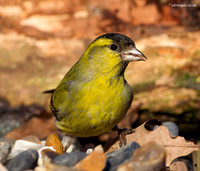 Siskin