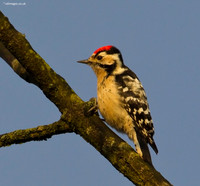 Lesser Spotted Woodpecker