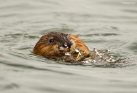 Coypu
