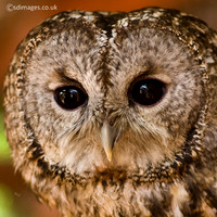 Tawny Owl
