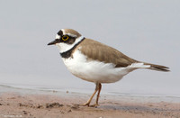 Little Ringed Plover
