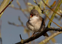 Whitethroat